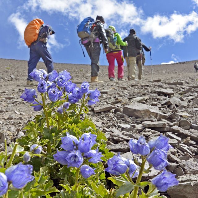 Aufstieg von Nimaling zum Kongmaru La (5130 m)