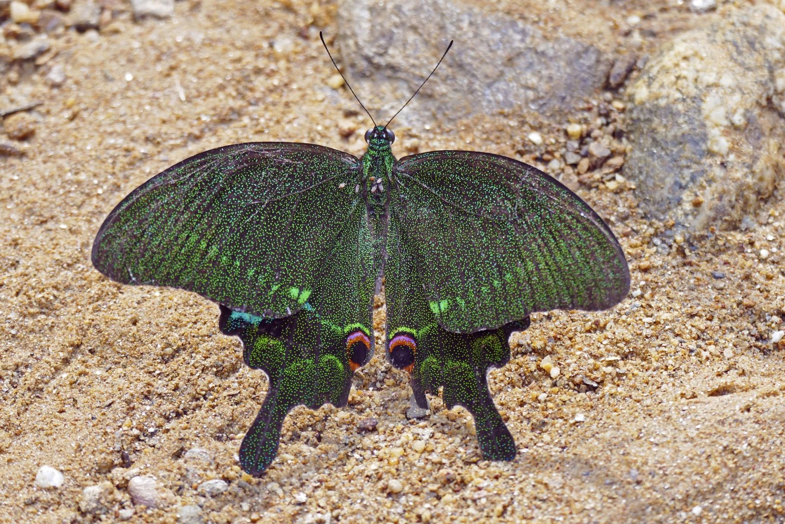 Schmetterling im Phong-Nha-Nationalpark (UNESCO-Weltnaturerbe)