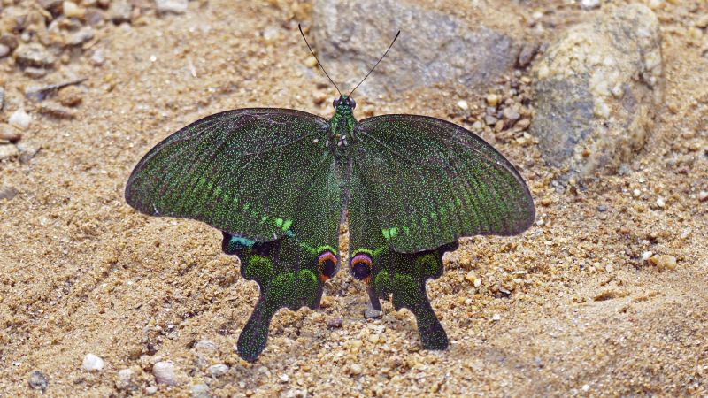 Schmetterling im Phong-Nha-Nationalpark (UNESCO-Weltnaturerbe) © Diamir