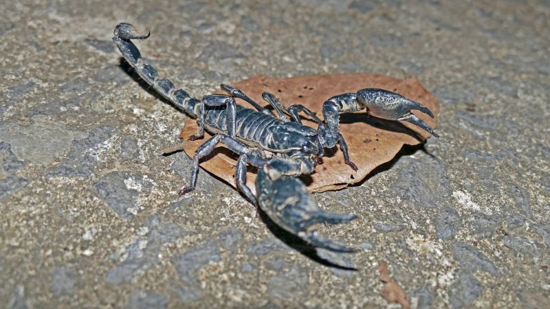 Skorpion © Diamir
