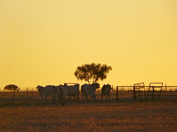 Kühe im Sonnenuntergang, Northern Territory