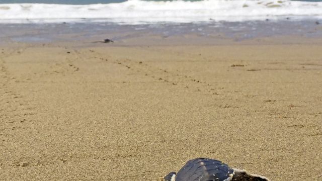 Schildkröte am Strand von Sukamade
