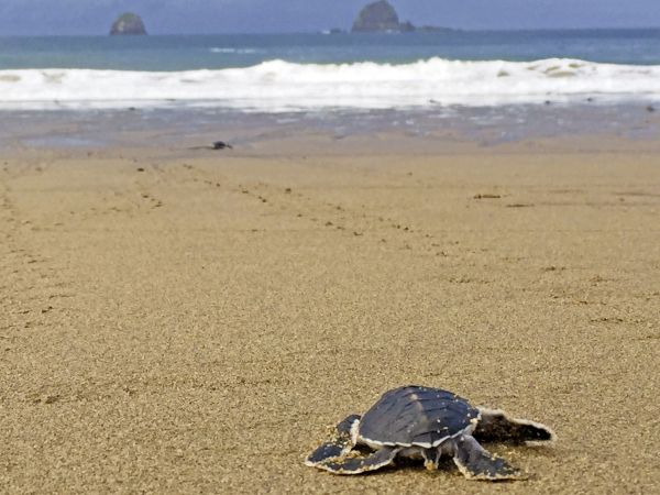 Schildkröte am Strand von Sukamade © Diamir
