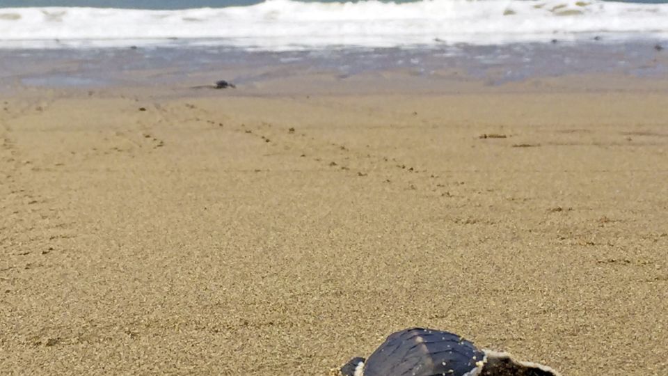 Schildkröte am Strand von Sukamade