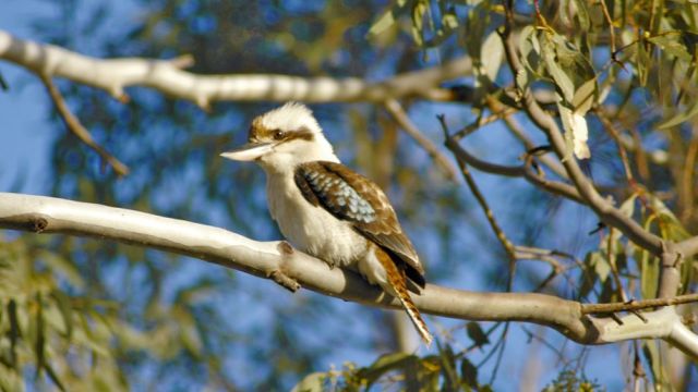 Vogel in der Flinders Range
