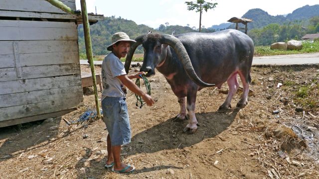 Büffel in Toraja