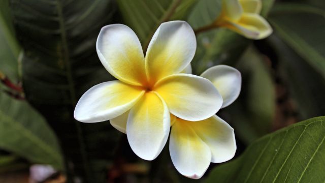 Wunderschöne Frangipani-Blüte