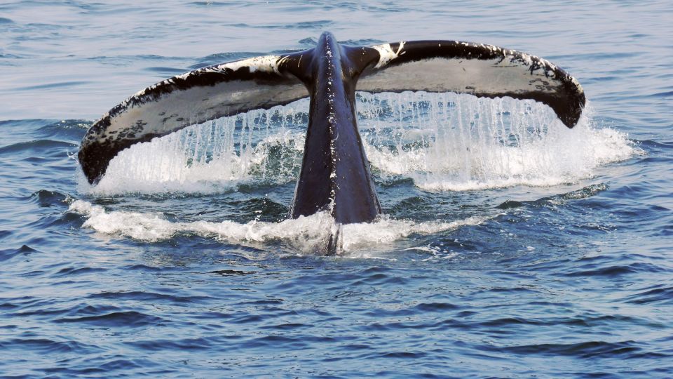 Walbeobachtung vor der Ostküste Kanadas