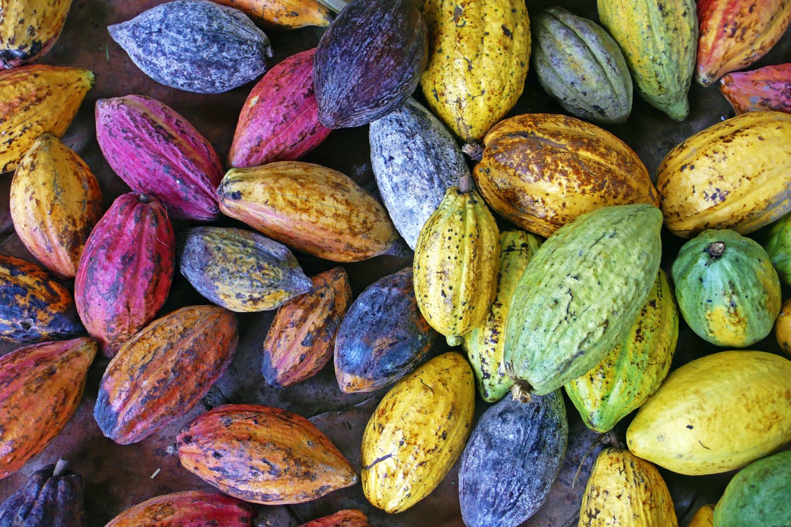 Farbenfrohe Kakaofrüchte im Mekong-Delta