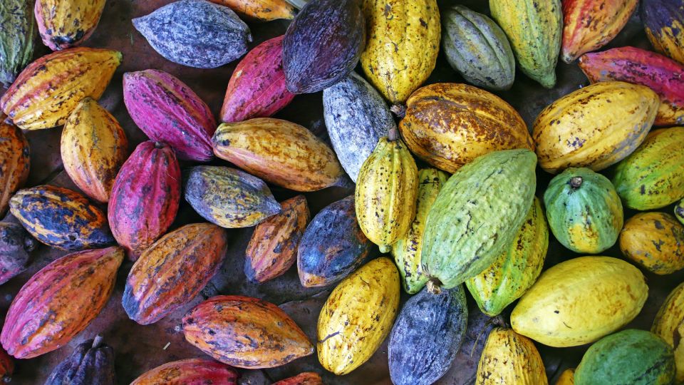 Farbenfrohe Kakaofrüchte im Mekongdelta