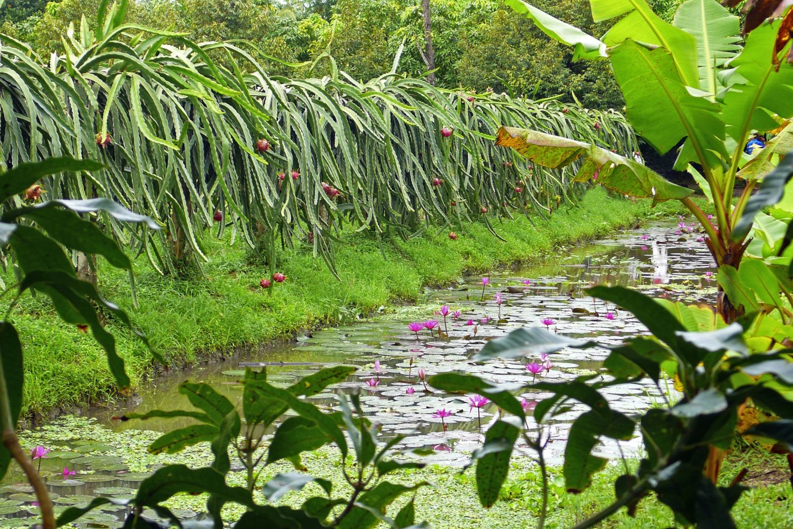 Obstgarten im Mekong-Delta