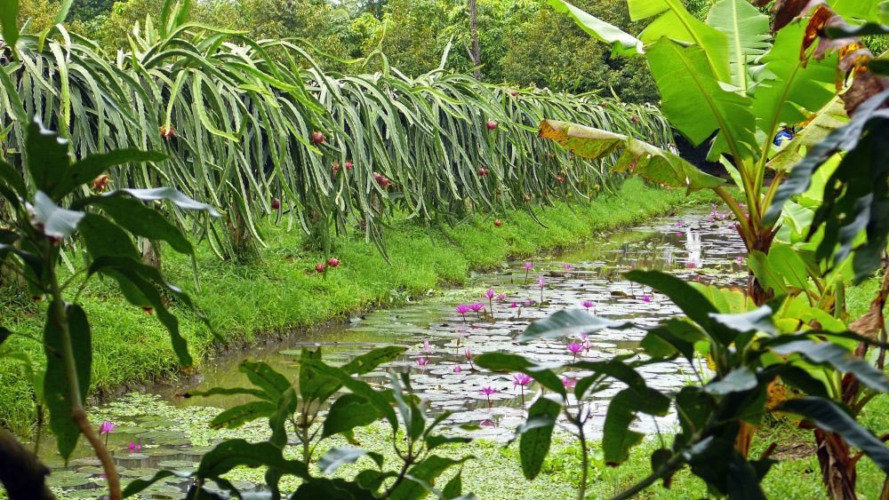 Obstgarten im Mekongdelta