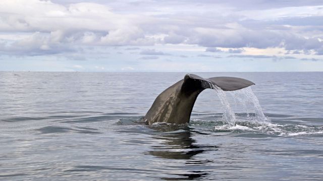 Die Chancen Wale beobachten zu können,  sind in Mirissa von November bis April sehr hoch.
