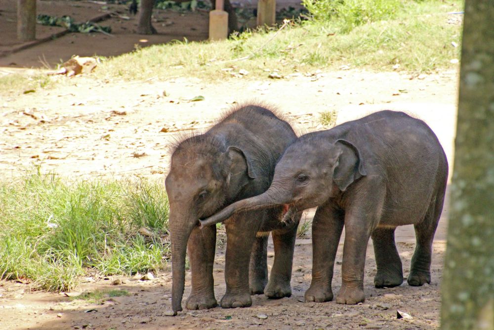 Udawalawe Babyelefanten