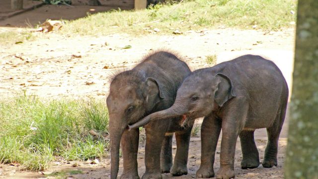Udawalawe Babyelefanten