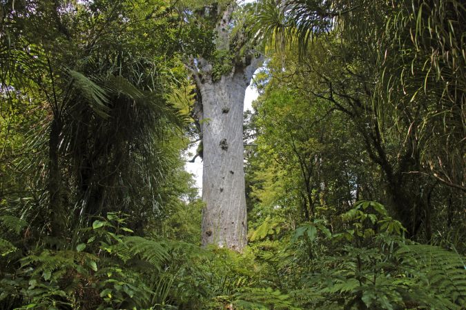 Kauri Baum im Waipora Forest auf der Nordinsel © Diamir