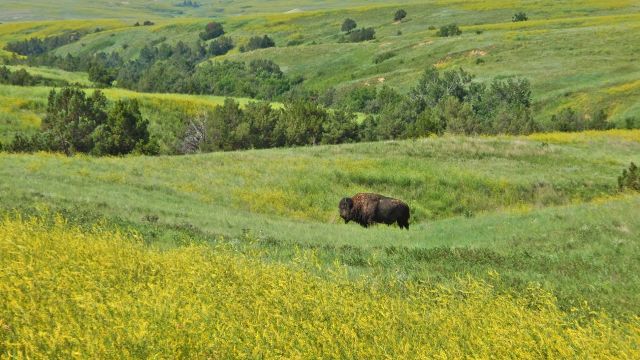 Büffel im Oglala National Grassland