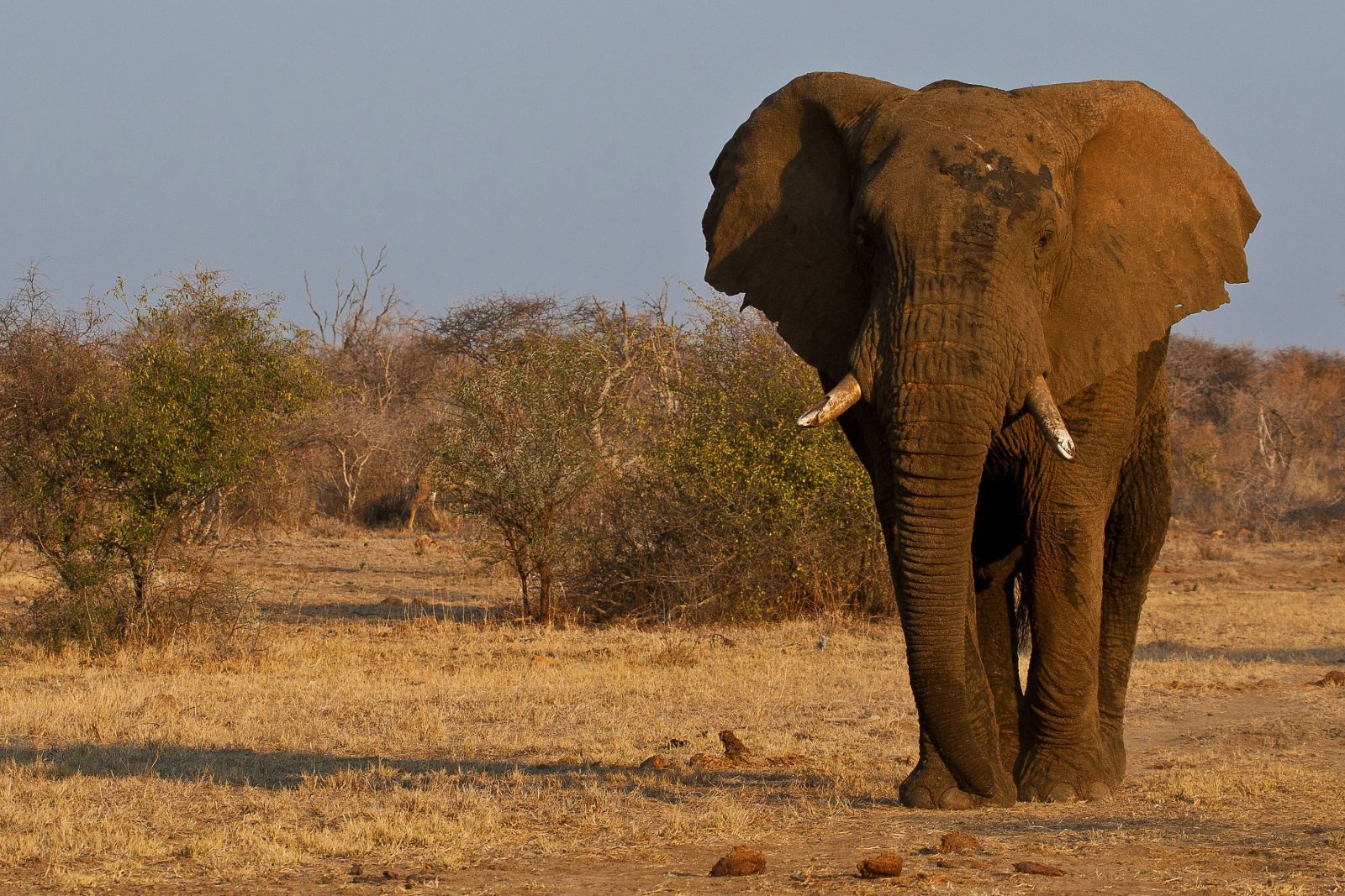 Elefant im Madikwe Game Reserve