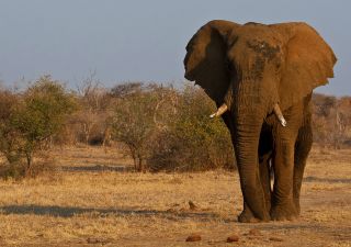 Elefant im Madikwe Game Reserve
