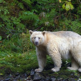 Ein „Geisterbär“ in den Wäldern des Great Bear Rainforest