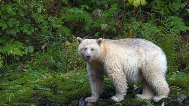 Ein &quot;Geisterbär&quot; in den Wäldern des Great Bear Rainforest