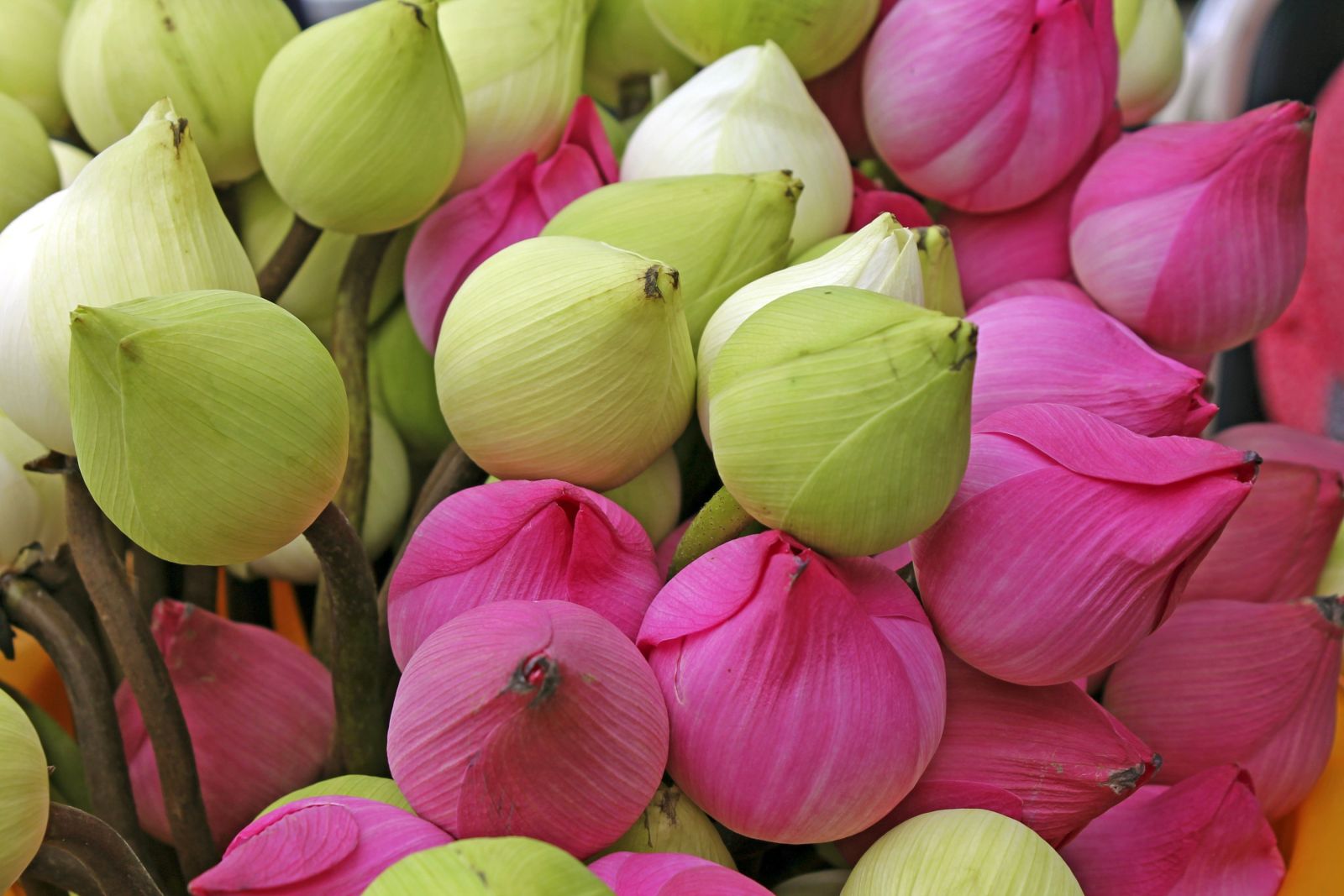 farbenprächtige Lotusblüten