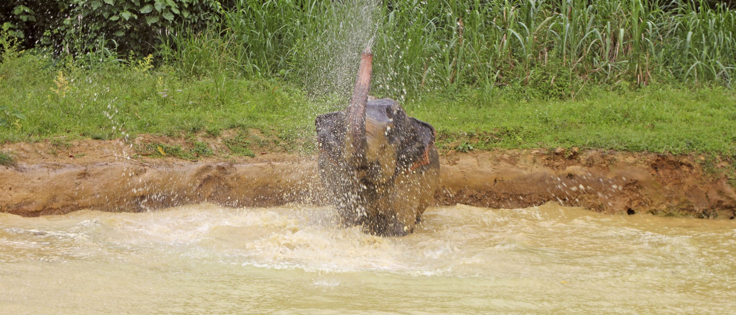 Elefant im Fluss
