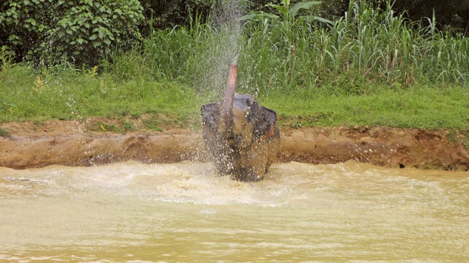 Elefant im Fluss