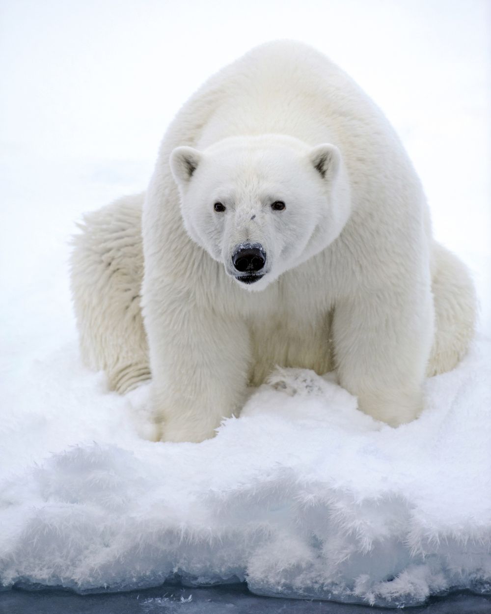 Eisbär – im Packeis entdeckt
