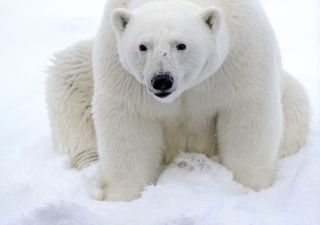 Eisbär – im Packeis entdeckt