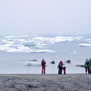 Sichtung einer Walross-Gruppe vom Strand aus