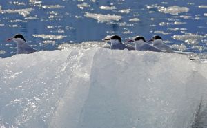 Küstenseeschwalben auf einer Eisscholle