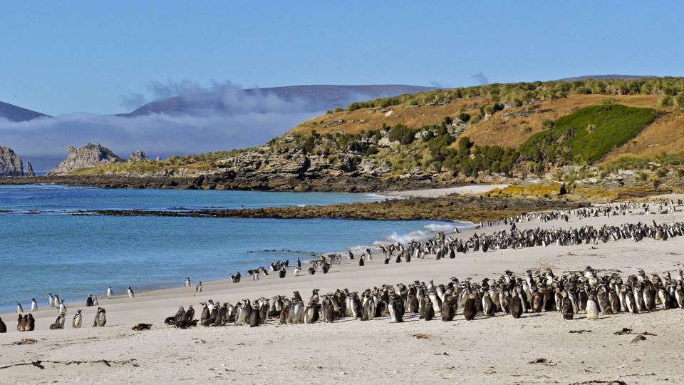 Magellan-Pinguine auf den Falkland-Inseln
