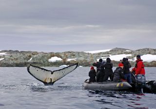 Zodiactour mit spektakulärer Walbegegnung
