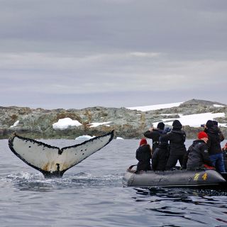 Zodiactour mit spektakulärer Walbegegnung