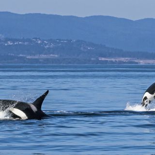 Orcas kann man gut auf Vancouver Island beobachten