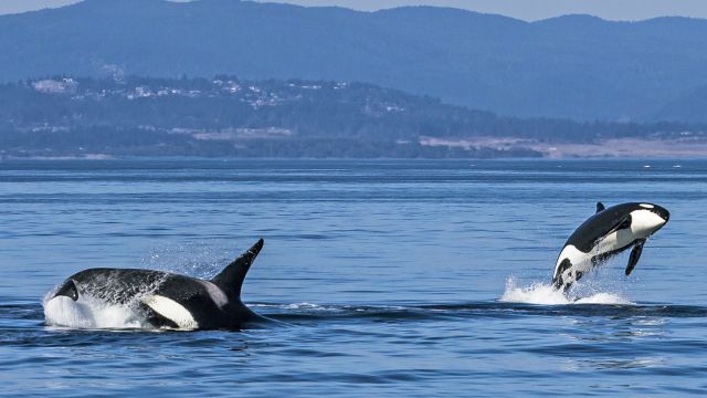 Orcas kann man gut auf Vancouver Island beobachten