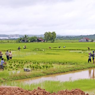 Setzen der neuen Reispflanzen