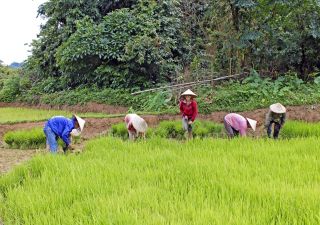 Reisbauern auf einem Feld