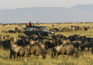 Die Große Migration bei einer Safari durch die Masai Mara
