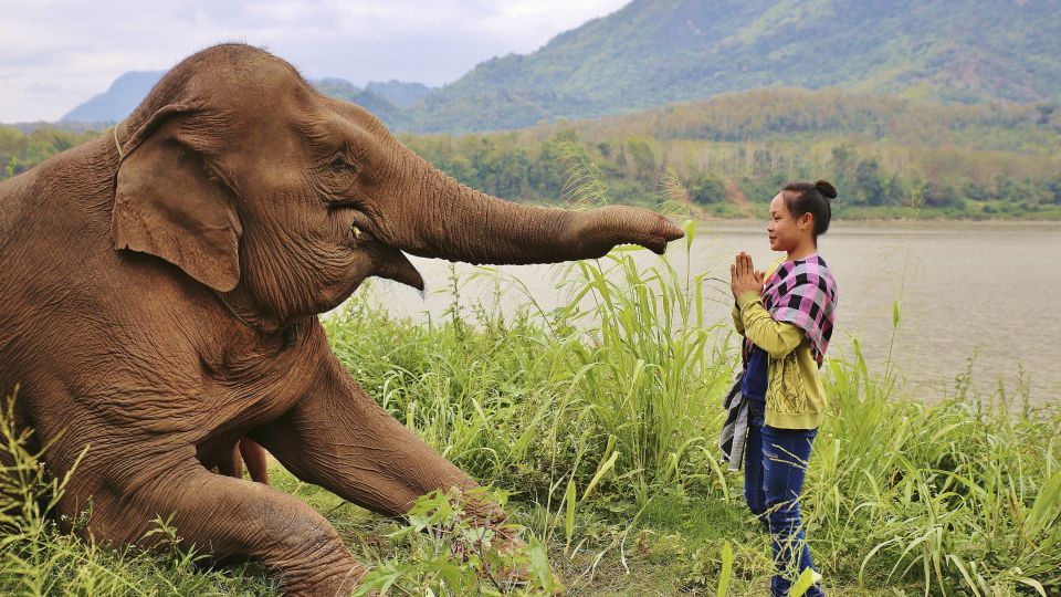 Begegnung mit einem sanften Riesen am Mekong