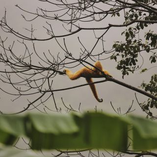 Gibbon im Cuc-Phuong-Nationalpark
