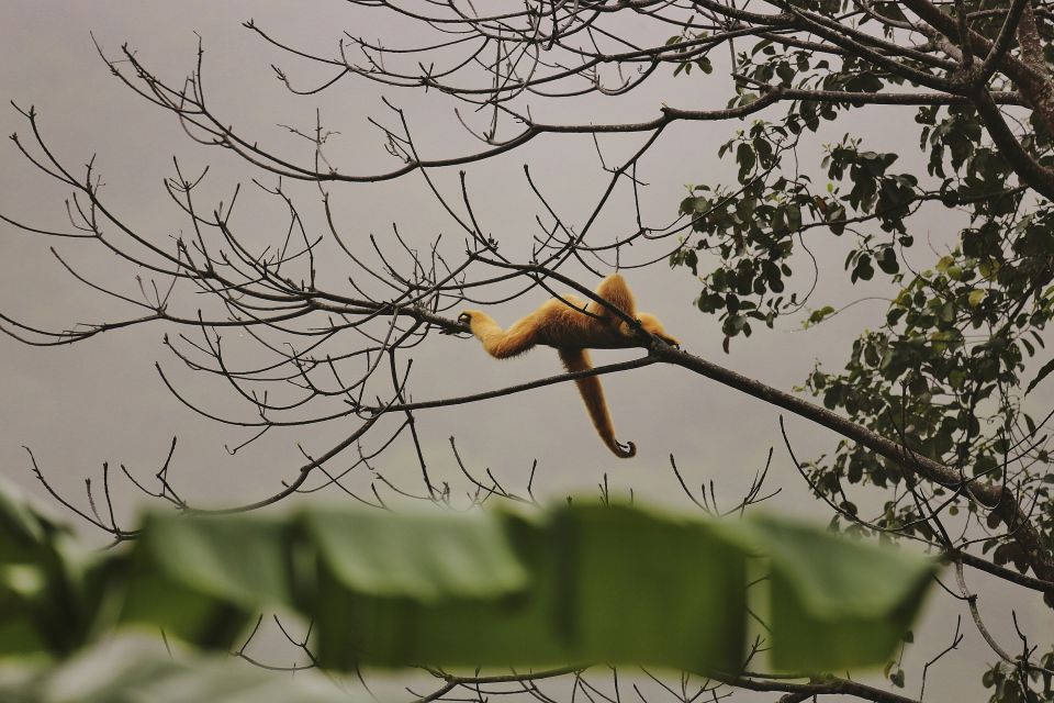 Gibbon im Cuc-Phuong-Nationalpark