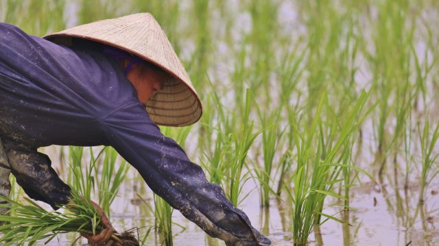 Auf dem Reisfeld in Vietnam