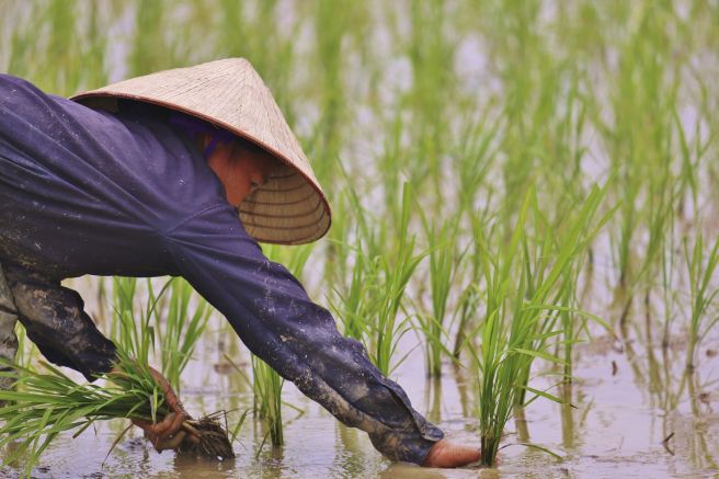 harte Arbeit auf dem Reisfeld