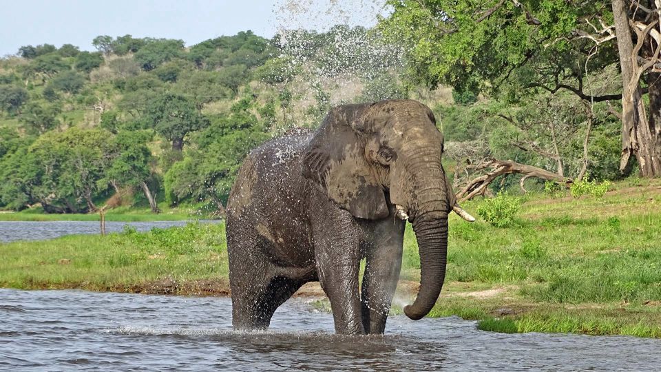 Den Elefanten ganz nah im Chobe-Nationalpark