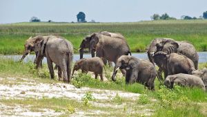 Tiersichtungen im Chobe-Nationalpark