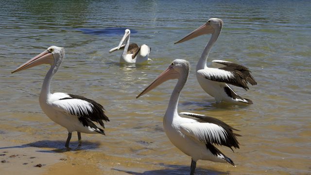 Eine Pelikanfamilie
