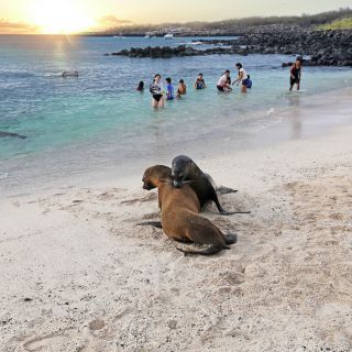 Ein Badestrand für alle! Neben den Badegästen sind auch Seelöwen unter den Sonnenanbetern am Strand anzutreffen.