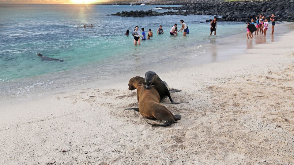 Ein Badestrand für alle! Neben den Badegästen sind auch Seelöwen unter den Sonnenanbetern am Strand anzutreffen.